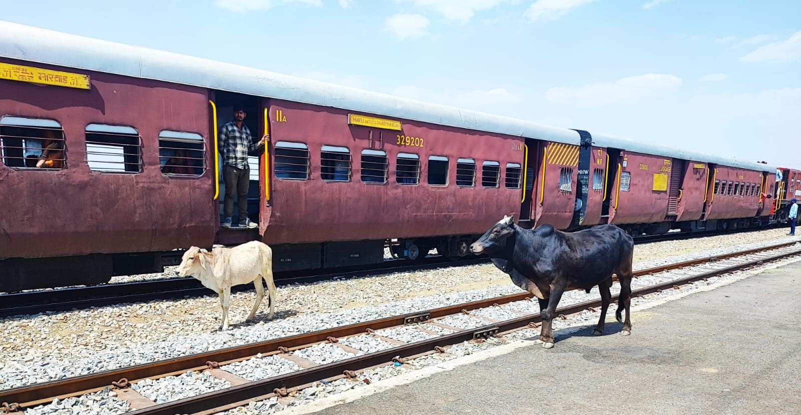 Vaches sur les rails en Inde