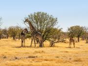 Girafes de Namibie