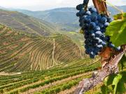 Vignoble vallée de Douro